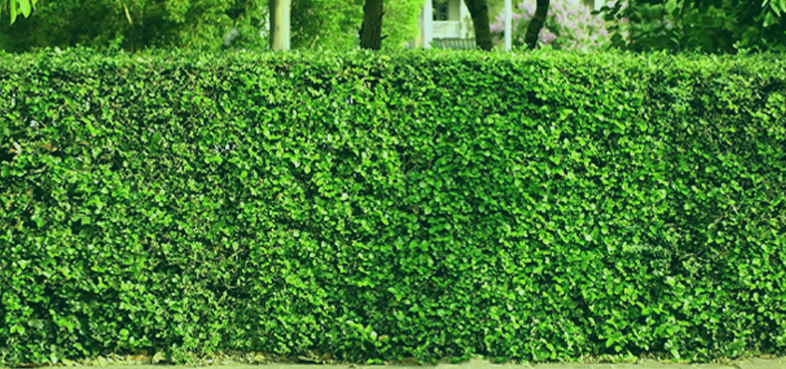 Artificial Boxwood Hedge